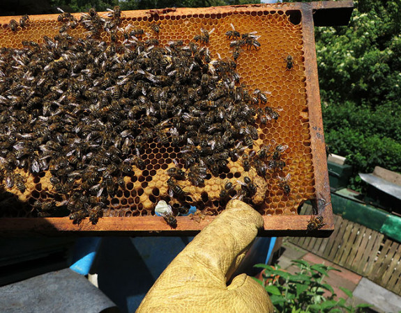 Honingraat met bijen bijen bijen