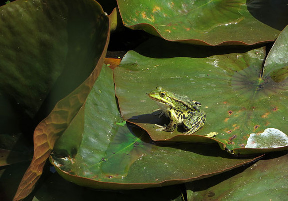 De groene kikkers in Bijenpark Geuzenveld