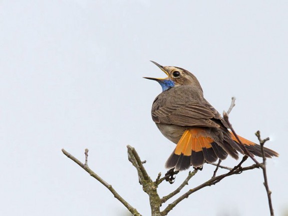 Zingende blauwborst (c) Adri de Groot - Vogeldagboek