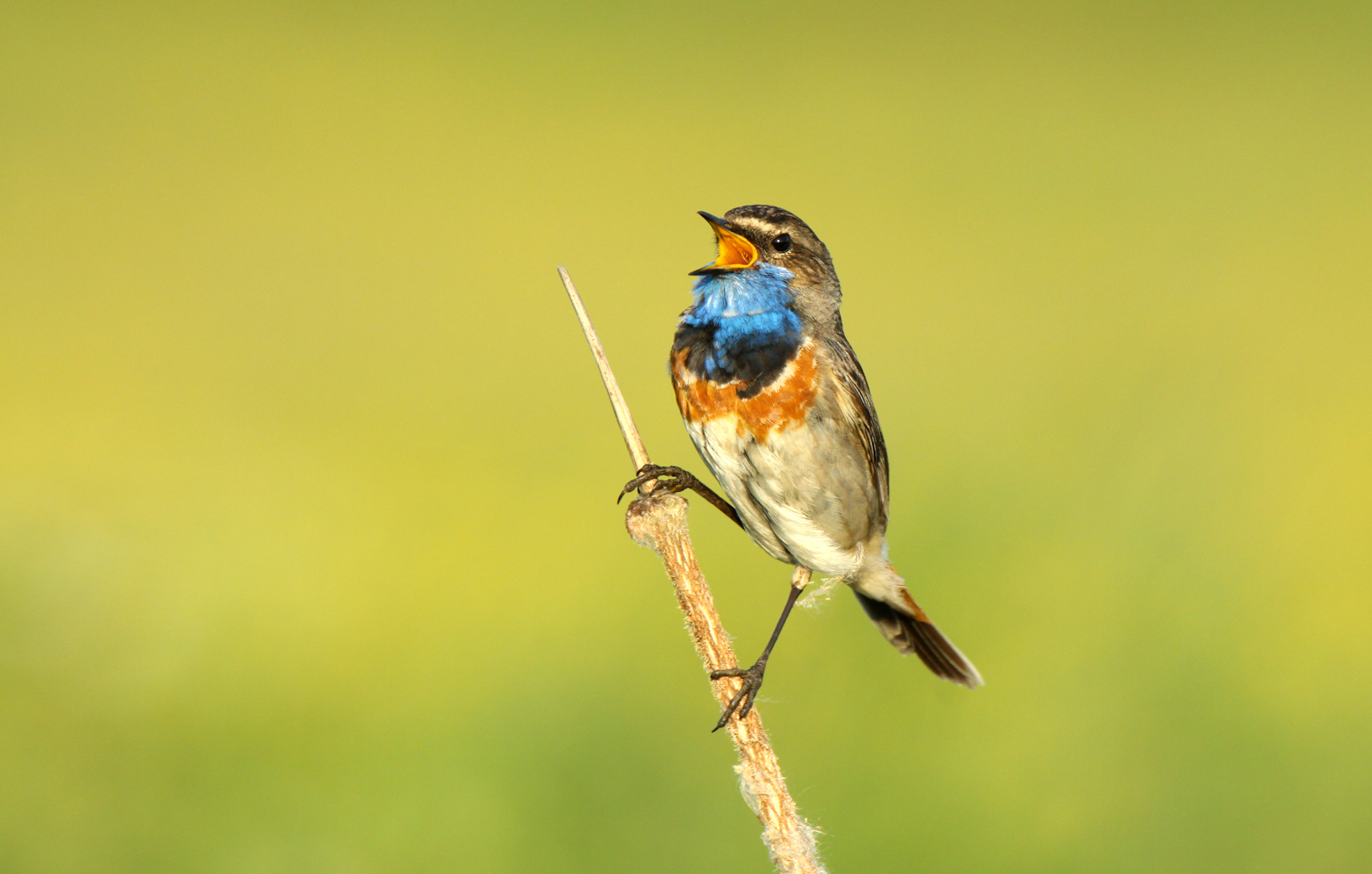 6-15 mei: Nationale Vogelweek