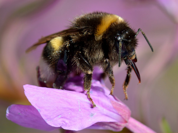 Veldhommel op wilgenroosje (c) Ivar Leidus