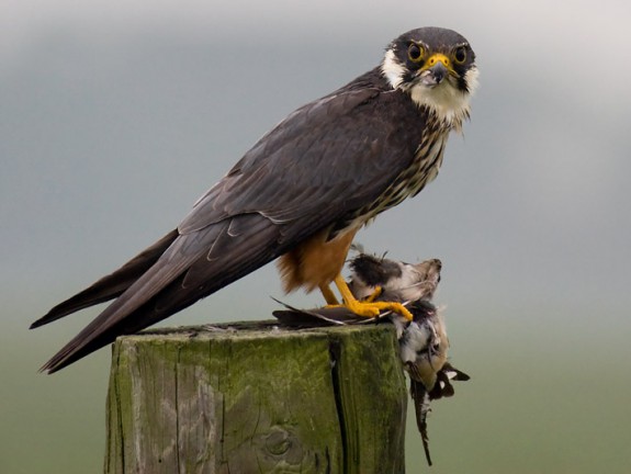 Boomvalk met boerenzwaluw (c) Johnny van der Zwaag