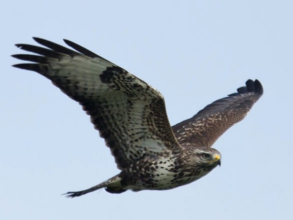 Buizerd (c) Adri de Groot, Vogeldagboek