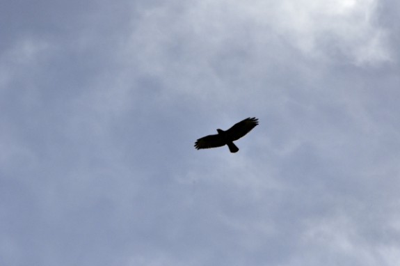 Buizerd (c) Sergei Herczog