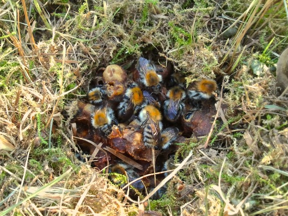 Een opengewerkt nest van de akkerhommel (c) Panoramedia