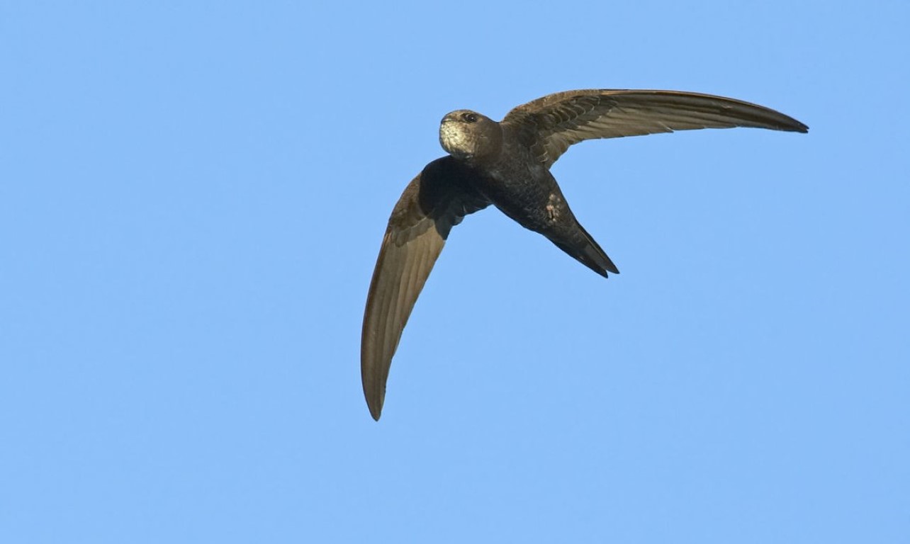 Help boerderij de Groene Griffioen vogelvriendelijk maken