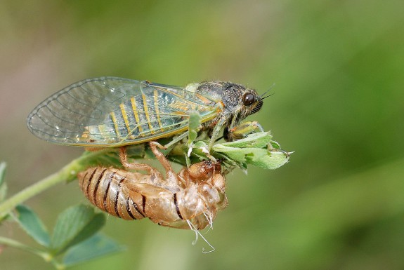 Cicade die uit zijn nimfenhuid gekropen is (c) Gilles San Martin