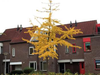 Ginkgo, Beukenhorst, Diemen, Marisa Stoffers