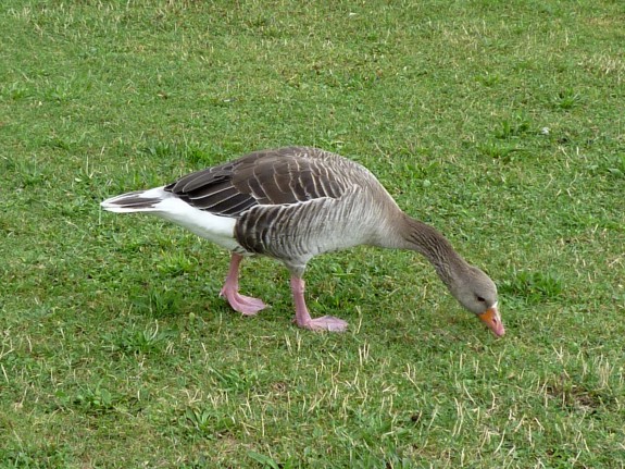 Grauwe gans (Anser anser) (c) Rosa-Maria Rinkl