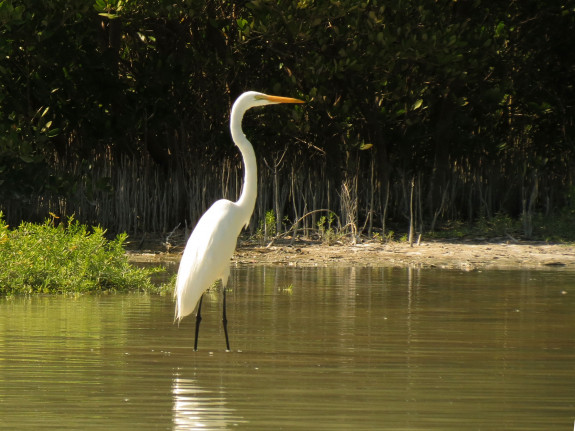 Grote zilverreiger, Katja Schulz