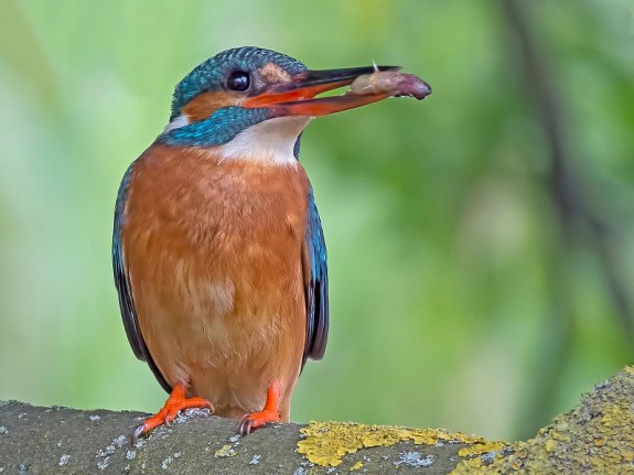 IJsvogel met vis op de Hoge Dijk (c) Hans Niekus