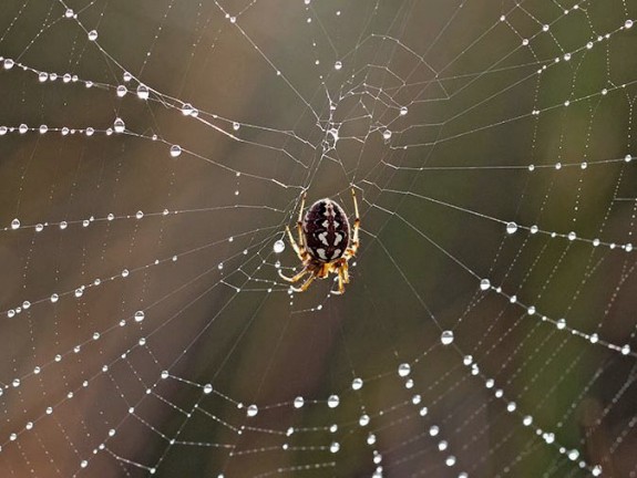 Heidewielwebspin in web (c) Adri de Groot, Vogeldagboeken