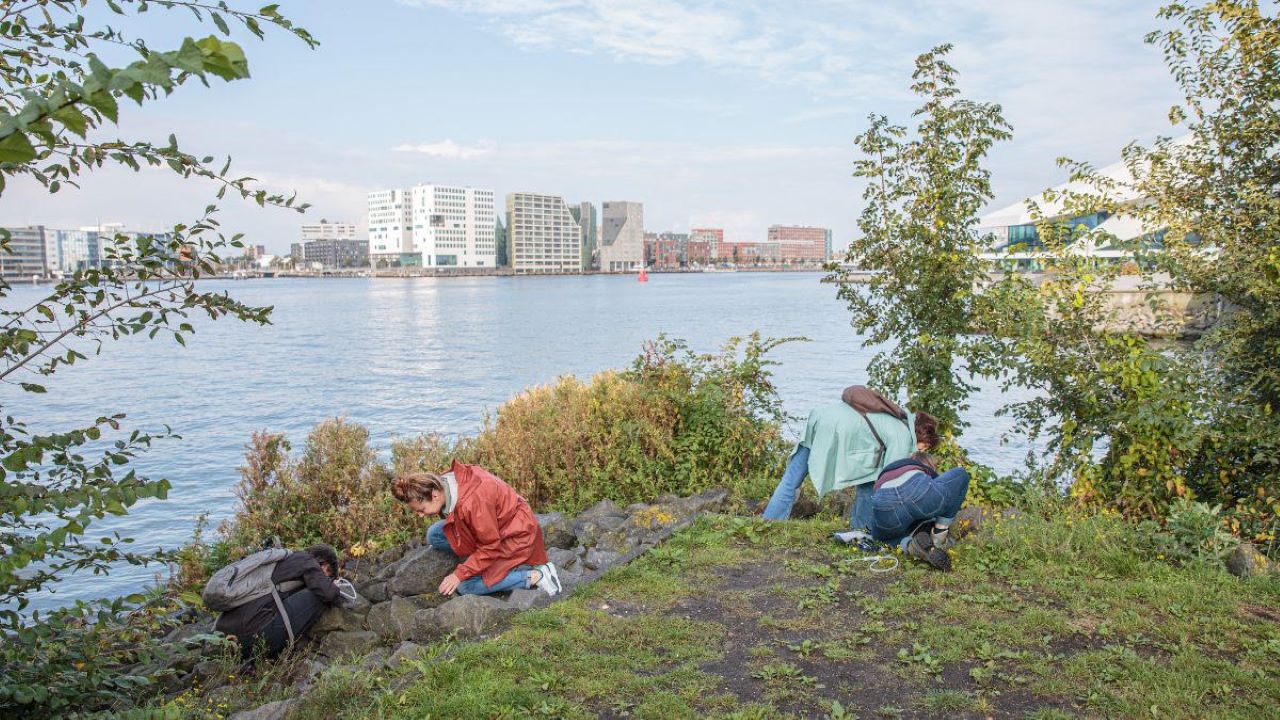 Het wilde Noorden: avontuurlijke natuurgids Amsterdam Noord