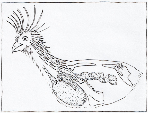 Tekening van topzware hoatzin met grote krop, Marisa Stoffers