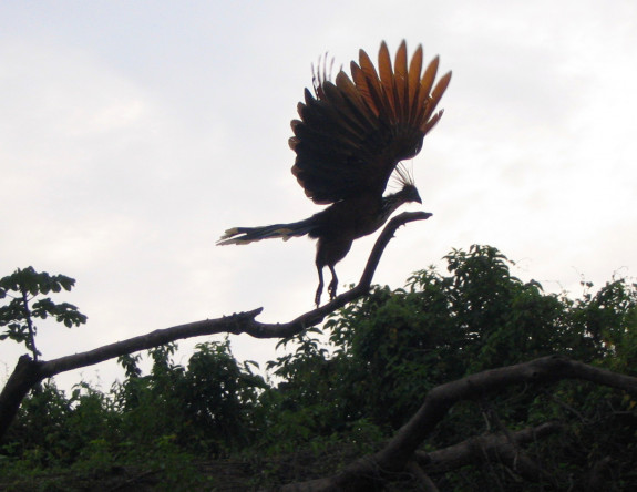 Hoatzin die probeert te vliegen, H. Warren, Wikimedia CC BY 2.0 