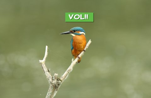 – VOL- IVN Amsterdam Vogelcursus 2022/2023