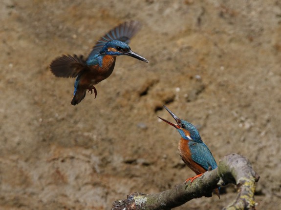 Een paartje ijsvogels (c) Gejo Wassink