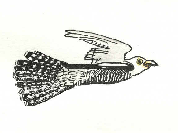 koekoek, vliegend, tekening (c) Marisa Stoffers