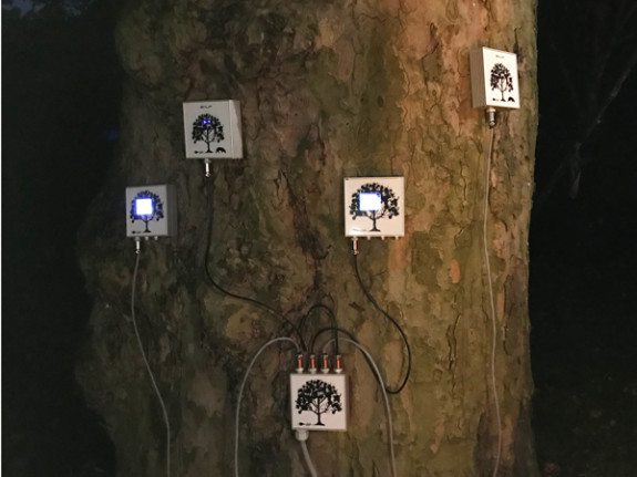 Talking Trees: vijf sensoren op plataan (c) Marisa Stoffers