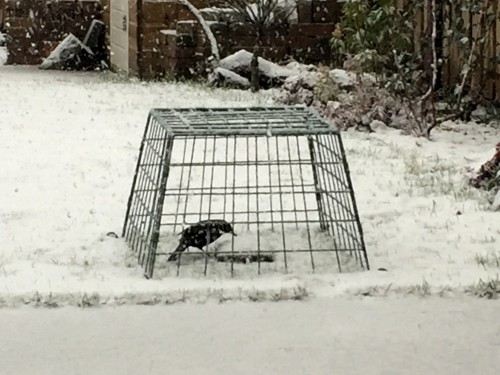 merel in voederkooi in sneeuw