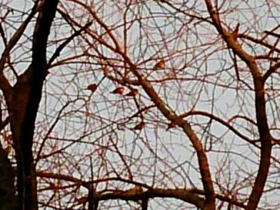 koperwieken in een boom in Meijendel, Sergei Herczog