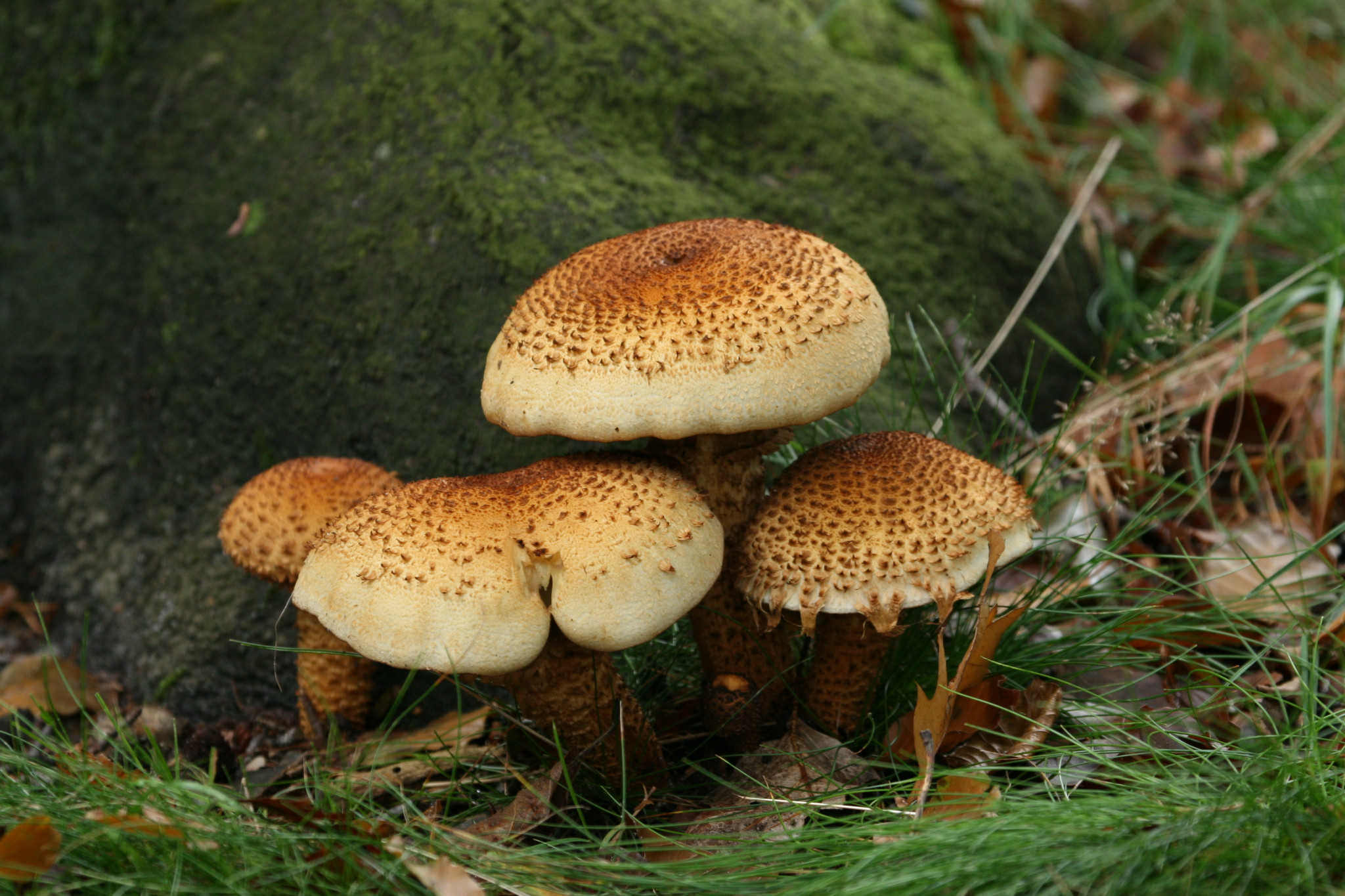 Europese dag van de Paddenstoel