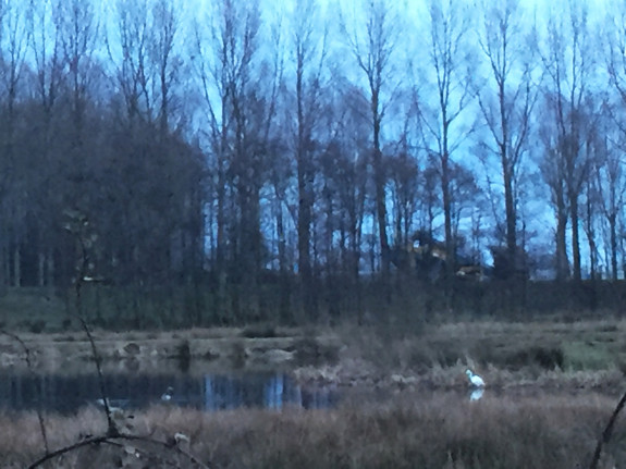 Grote zilverreiger in het Diemerbos, Marisa Stoffers