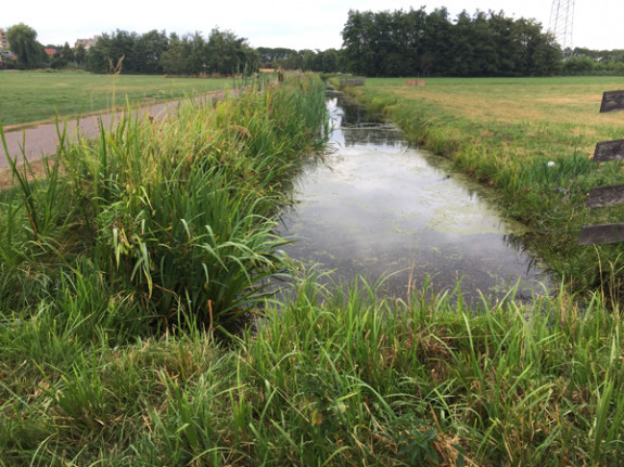 Sloot waarin de libel ligt, Diemerpolder - Marisa Stoffers