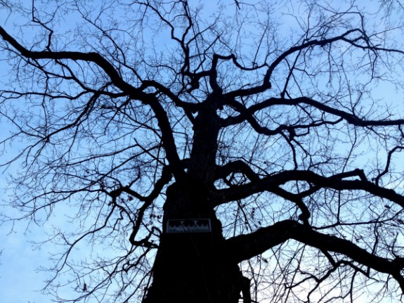 Zomereik in het Vondelpark (c) Marisa Stoffers