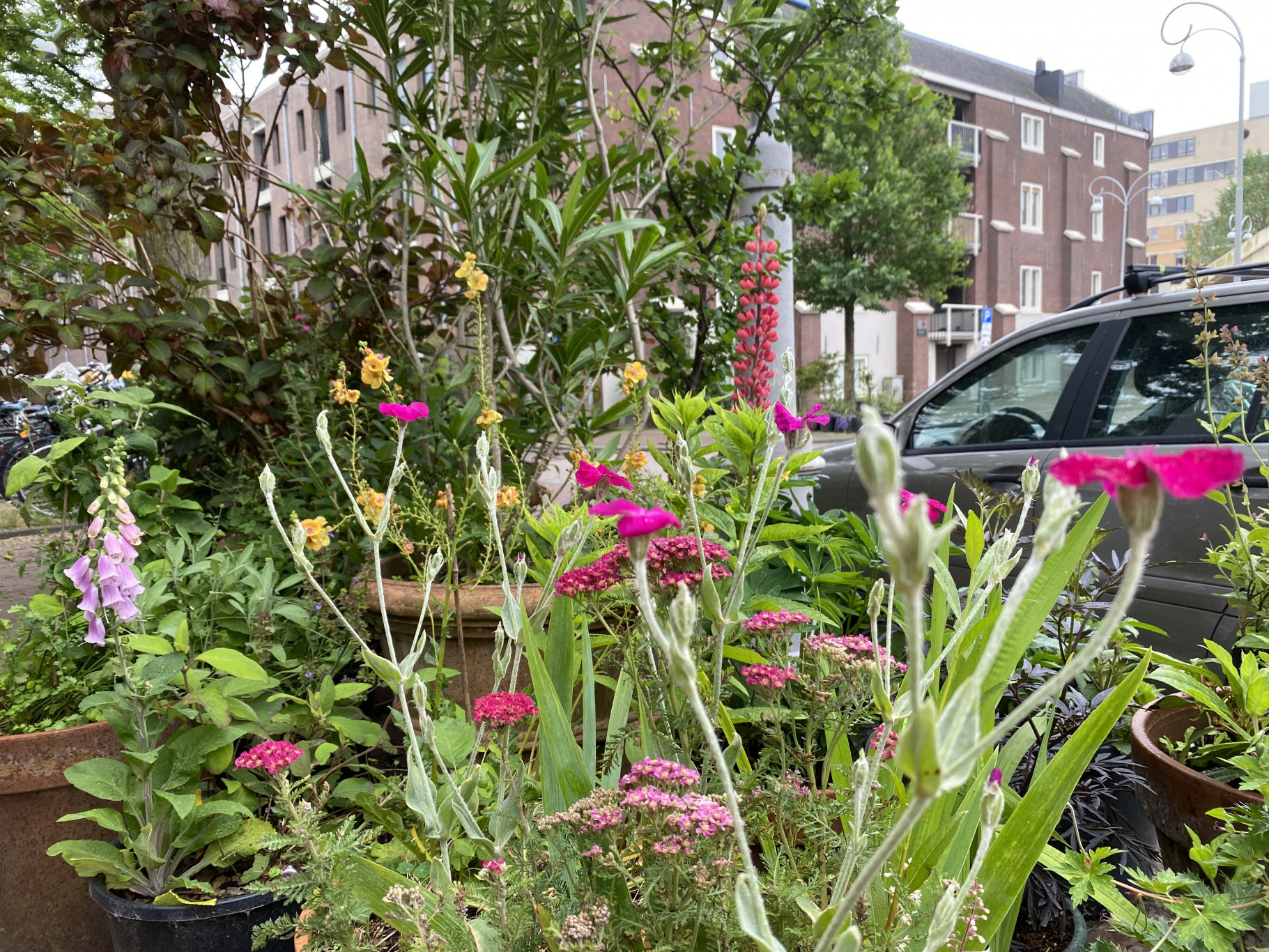 Aan de slag met een levende tuin, balkon of terras. Met gratis online cursus!