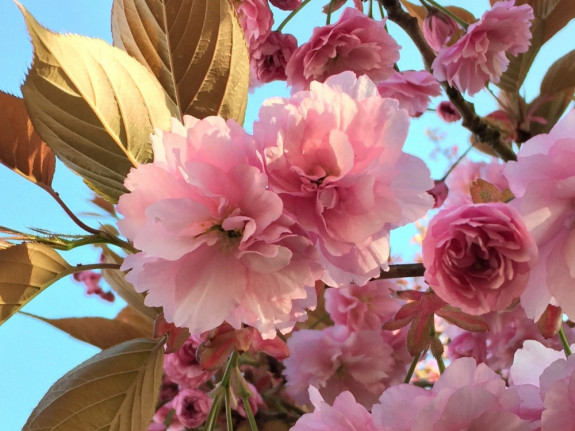 Japanse kers - gevulde of dubbele bloemen met heel veel  bloemblaadjes (c) Marisa Stoffers