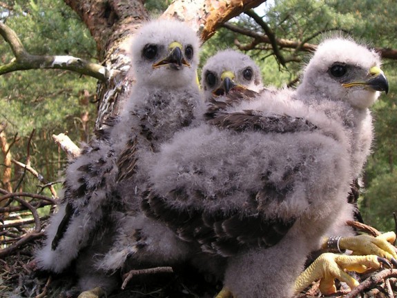 Jonge buizerds op nest (c) Buteo, CC Wikimedia