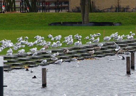 Kokmeeuwen aan de Amstel ter hoogte van de Omval, O.J. Goreng