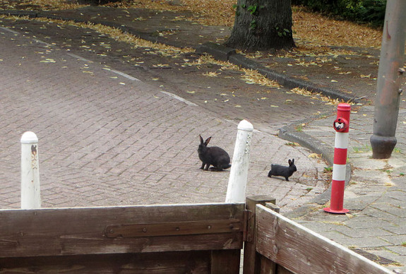 konijn kleintje straat