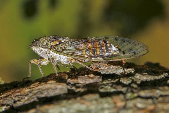 Kraakcicade (Cicada orni) (c) Marcello Consolo