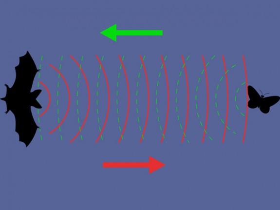 Sonar vleermuis met door prooi teruggekaatste geluidsgolven (c) Marek Mazurkiewicz