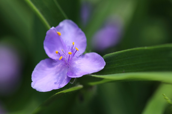 Eenjaarsbloem