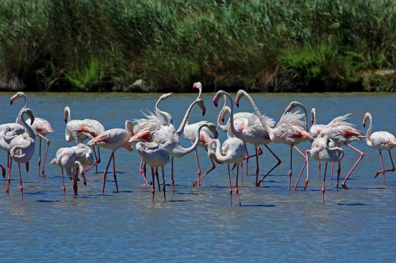 Famingo’s in de Camargue (c) Andrea Schaffer