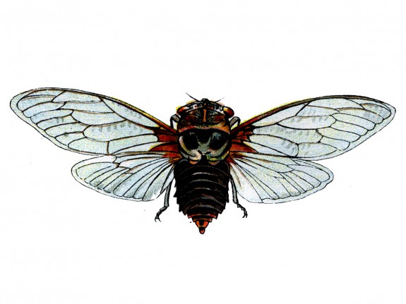 Provencaalse cicade (Lyristes plebejus)