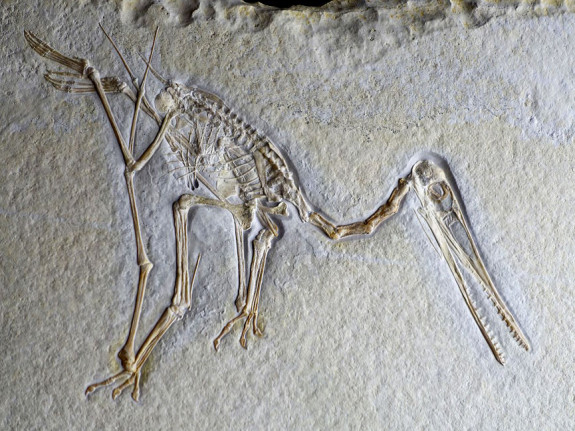 fossiele lichaam van een pterodactylus (c) Daderot