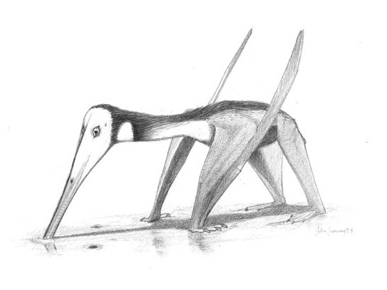 pterodactylus (c) John Conway