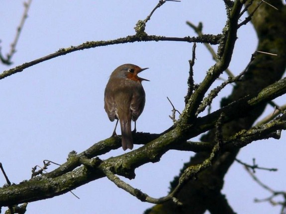 Roodborst (c) Herman Berteler