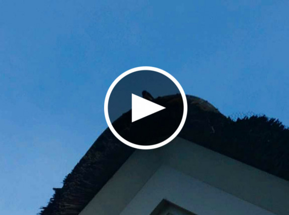 Filmpje van de boerenzwaluw op zijn zangplek op het dak, Sergei Herczog