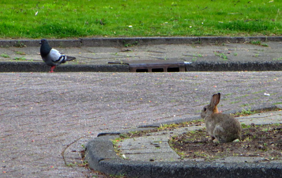 Straten van Amsterdam: stadsduif en konijn