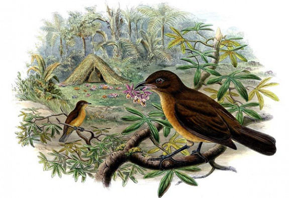 Bruine prieelvogel Vogelkop bowerbird met prieel