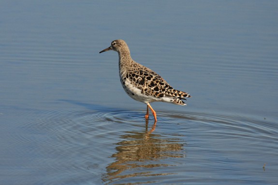 vrouwelijke kemphaan, lijkt op faar, maar die is iets groter (c) Richard Baas