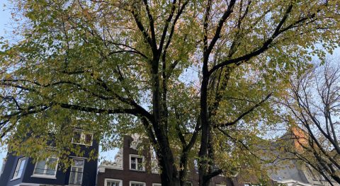 Bomencursus IVN Amsterdam