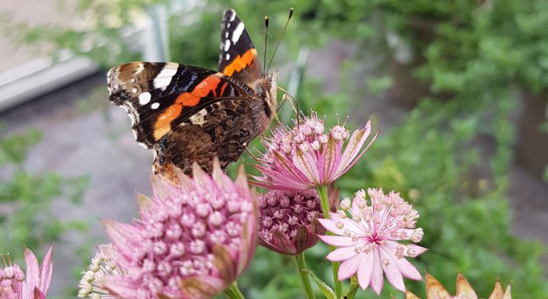 Vlinder op een bloem