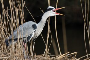 Blauwe reiger met open snavel. 