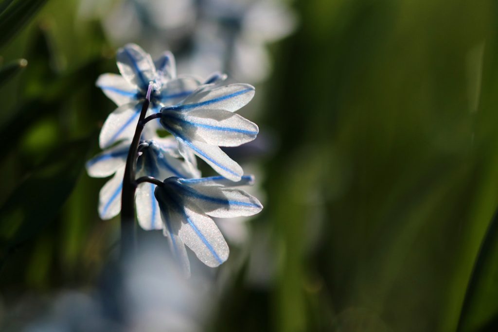 Natuurfotografie - foto van sterhyacint 